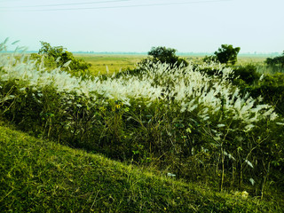 corn field in summer