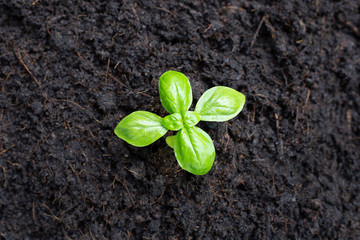 Basil Plant in Soil. Top view