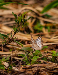 Butterfly resting in the middle of the jungle.