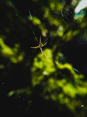 spider on the web
