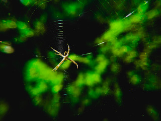 spider on a green background