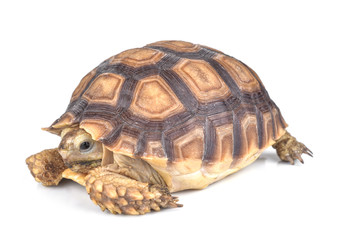 turtle isolated on white background