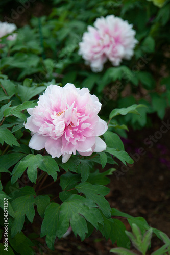薄いピンク色の花びらの牡丹が嫋やかに咲く 満開の花のクローズアップ Bloom Poster Blo Tapis Volant