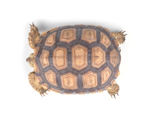 turtle isolated on white background