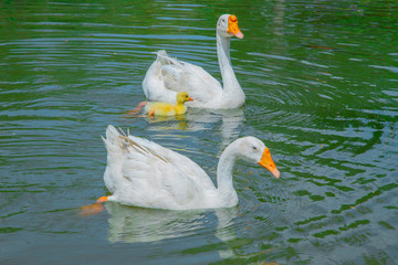 two white swans, white swan family © Pradeep