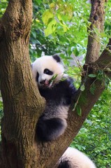 Obraz premium 成都ジャイアントパンダ繁殖研究基地