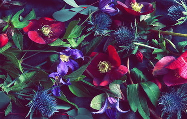 purple flowers Helleborus and eucalyptus leaves on a dark background vintage toned. Low key.top view.Floral card, poster - Powered by Adobe