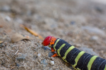 carterpillar