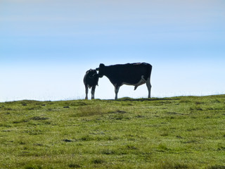 長野県 美ヶ原 放牧牛と夏風景