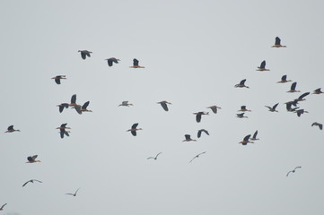Fototapeta premium birds in flight,wild ducks
