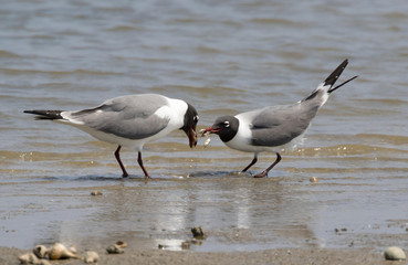 The couple of laughing gulls (Leucophaeus atricilla) performing mating ritual, Galveston, Texas