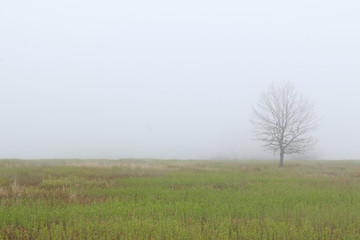 Shenandoah in the Fog