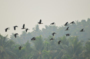 flock of birds