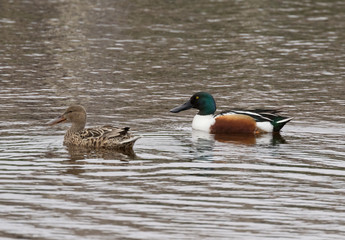 The couple of Northern Shoveler (Anas clypeata) at nature preserve, Galveston