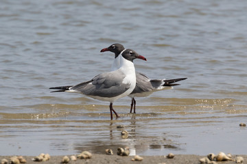 The couple of laughing gulls (Leucophaeus atricilla) performing mating ritual, Galveston, Texas