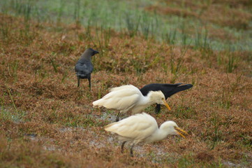 two birds in the field