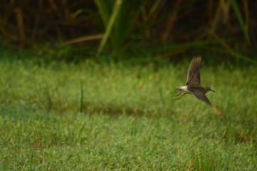 Bird in flight