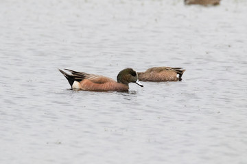 American Wigeons (Anas Americana), Texas