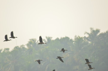 Wild ducks flying