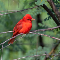 Male Summer Tanager (Piranga rubra) Perched On Tree Branch, Galveston, Texas