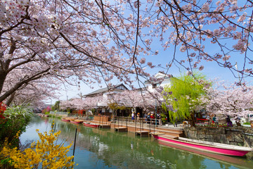 福岡県　柳川市　川下り　桜