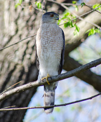 red tailed hawk
