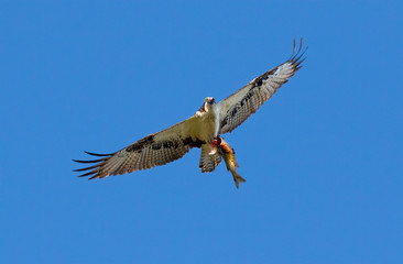 Ospray (Pandion haliatus) Flying With Fish In Talons