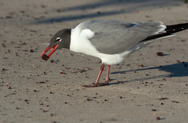 The laughing gull (Leucophaeus atricilla) feeding under the mulberry tries with fallen berries