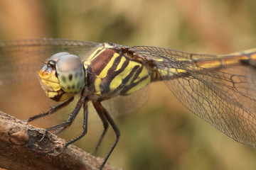 Close Up Photo of the Dragonfly isolated with blurred background