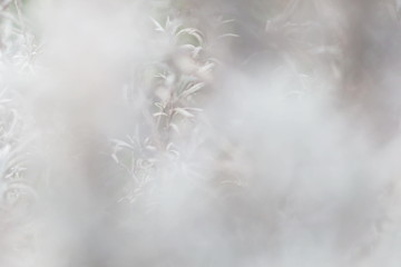 natural plants landscape defocused, blurred  grey background  with copy space.  