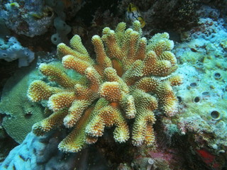 Fototapeta na wymiar The amazing and mysterious underwater world of Indonesia, North Sulawesi, Manado, stone coral