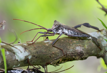 The giant leaf-footed bug (Acanthocephala declivis) close up