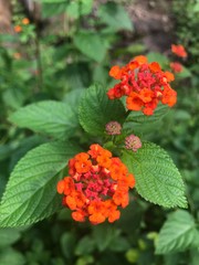 red and yellow flowers