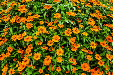 background of yellow zinnia flowers.