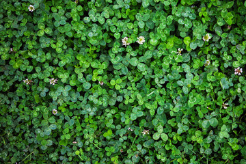 Green grass background