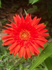 red gerbera daisy