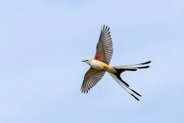 Rolgordijnen The scissor tailed flycatcher (Tyrannus forficatus) in flight © Natalia Kuzmina