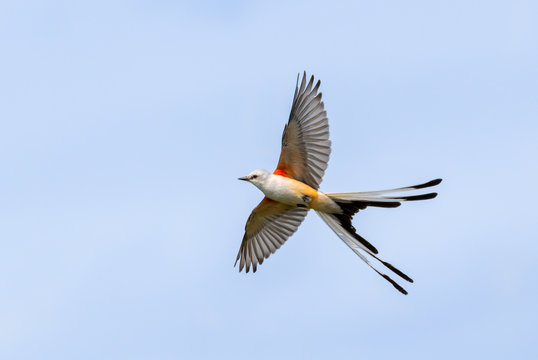 The scissor tailed flycatcher (Tyrannus forficatus) in flight