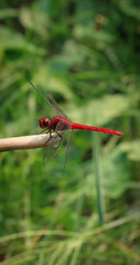 dragonfly on the grass