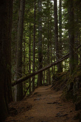 fallen tree over path in Mt. Rainier National park