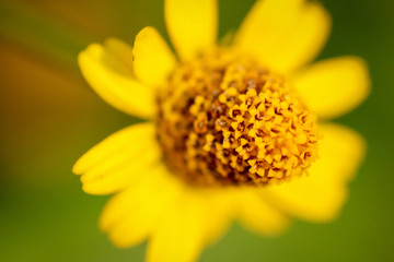 yellow flower macro