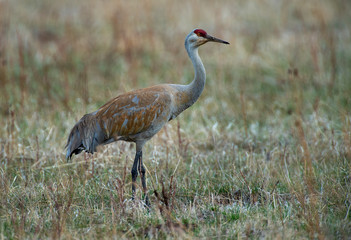 Obraz premium Sandhill Crane looking for grubs