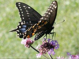Butterfly Eating Close-up