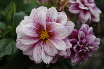 Flower Beauty Close-up 