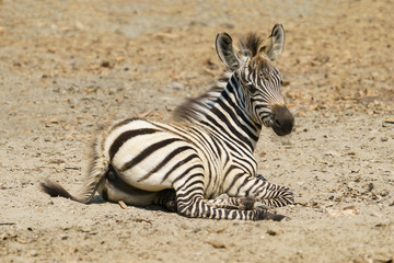 Fototapeta na wymiar young zebra resting on the ground