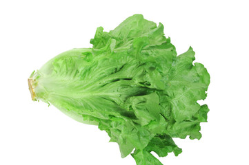 close up on fresh green lettuce texture