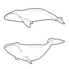 Bowhead Whale Vector Illustration Hand Drawn Animal Cartoon Art