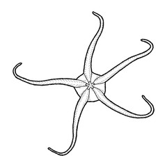 Brittle Star Vector Illustration Hand Drawn Animal Cartoon Art