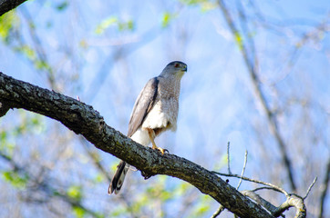 Hawk on branch