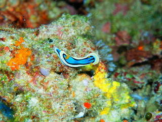 The amazing and mysterious underwater world of Indonesia, North Sulawesi, Manado, sea slug